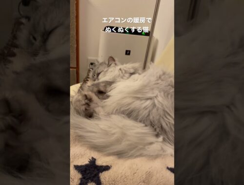 【猫品種ラガマフィン】エアコンの暖房でぬくぬくする猫