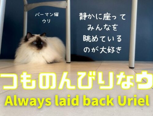 バーマン猫ウリとミカ【いつものんびりなウリ】Always laid back Uriel（バーマン猫）Birman/Cat