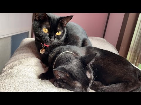 仲良しすぎる姉妹猫に癒された！黒猫ボンベイBlack bombay cat