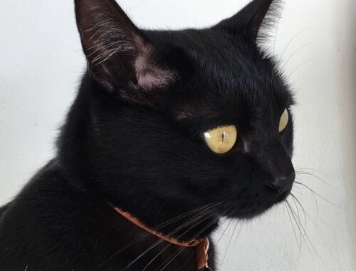 4匹の黒猫ボンベイファミリーのにぎやかな1日☆毎日がハッピー！Black bombay cat（黒のボンベイ猫）