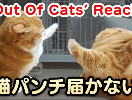 Out Of Cats' Reach 〜 短足マンチカンの猫パンチが届かない 〜  【マンチカンズ】