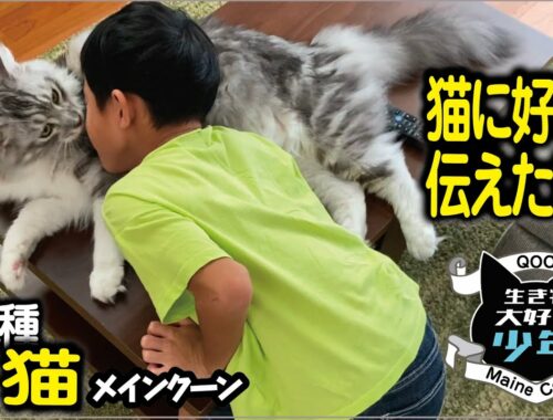【メインクーン】長毛種の大型猫が好きすぎる子ども