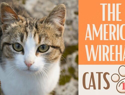 🐱 猫 101 🐱 AMERICAN WIREHAIR - AMERICAN WIREHA に関するトップの猫の事実 #KittensCorner