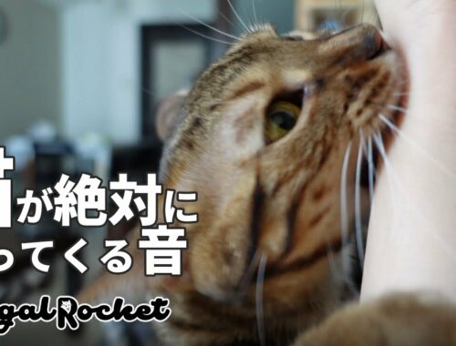 【検証】TikTokで話題の猫が絶対に寄って来る音を聞かせたら猫に襲われたｗｗｗ 【ベンガルロケット】