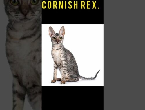 CORNISH REX CAT 😸 STATUS 👿 #youtubeshorts #viral #trending #dog #cats #catvideos