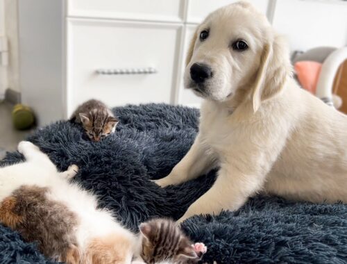Tiny Puppy Shocked by Baby Kittens Occupying dog bed!