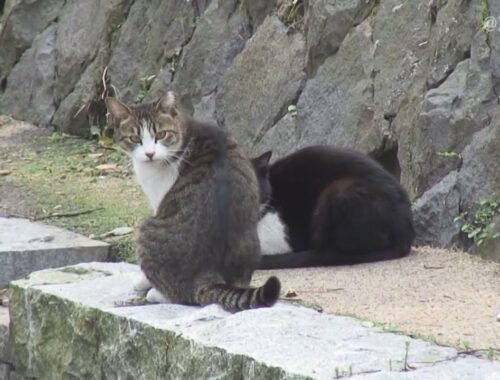 Japan Cat Trip, Nara-Day 4(1) / 日本猫旅,奈良-4日目(1)