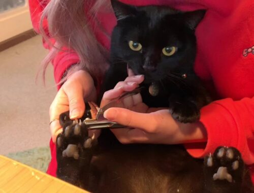 猫 寅次郎くんの爪切り☆ Black bombay cat（黒のボンベイ猫）