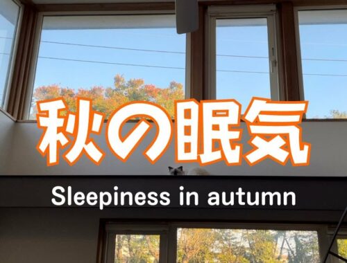 眠すぎやニャ【秋の眠気】Sleepiness in autumn（バーマン猫）Birman/Cat