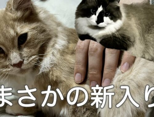 【新入り登場】子猫に威嚇する アメリカンカール