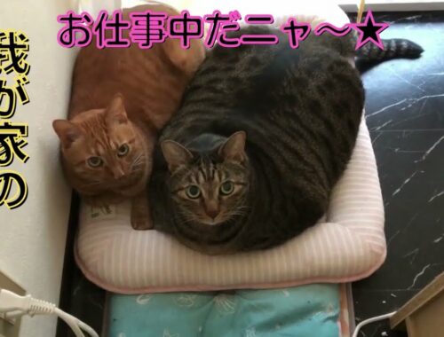 【自宅警備員】侵入者(ゴキブリ)はいないかニャ～❓【日本猫のにゃらんとギンジ】
