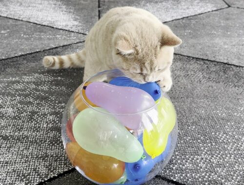 Kitten Vs Water Balloons