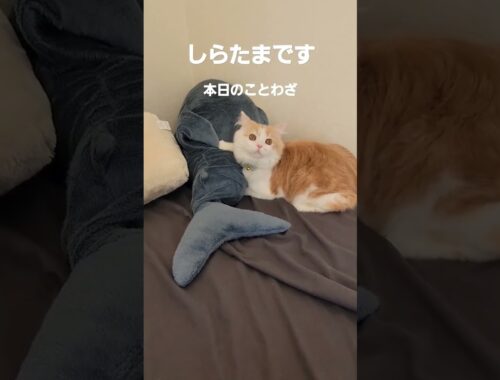【子猫】猫生(ﾆｬﾝｾｲ)を悟ったねこ #ラガマフィン #猫動画 #cat #shorts