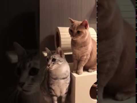シンクロする猫！ / Synchro cats ! / エジプシャンマウ　ブリティッシュショートヘア