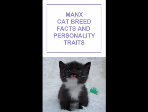 Manx Cat Breed Facts and Personality Traits #Shorts