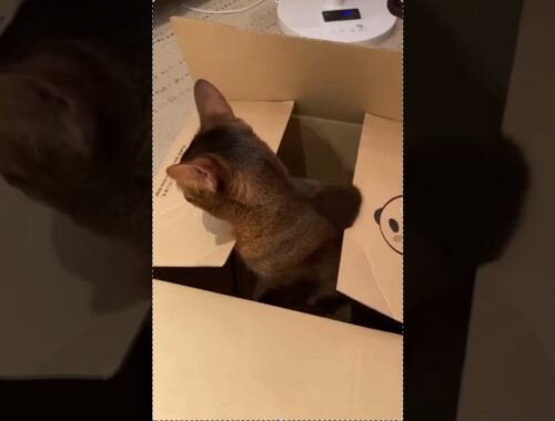 アビシニアン猫届きました。Abyssinian cat from the box.