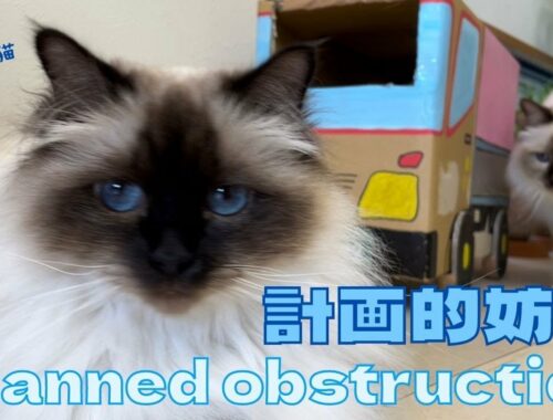 バーマン猫ウリとラフ【計画的妨害】Planned obstruction（バーマン猫）Birman/Cat