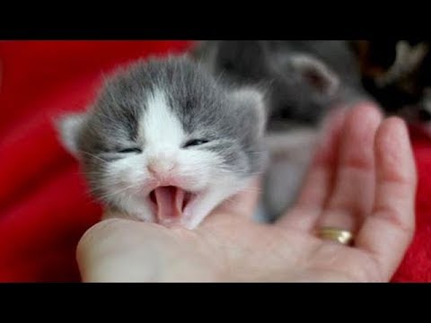 とてもかわいくニャーニャー鳴いている子猫 - 最も面白い猫の映画 #102