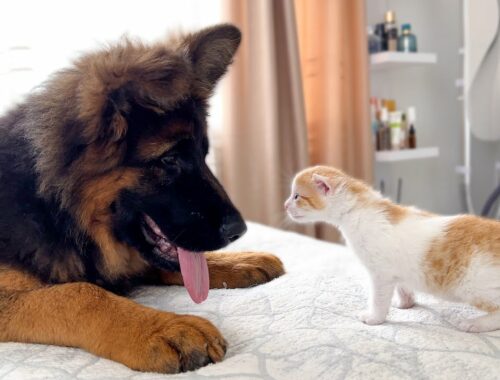 Tiny Kitten and German Shepherd Puppy