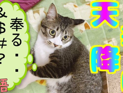 猫【日本猫ミックス】天孫降臨！神の名を持つ猫。とてもカワイイ元気な暴れん坊将軍