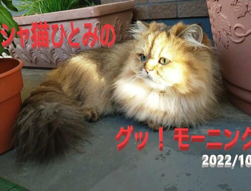 ペルシャ猫ひとみのグッ！モーニング！2022/10/01　毎朝ルーティン動画を撮影、毎晩配信