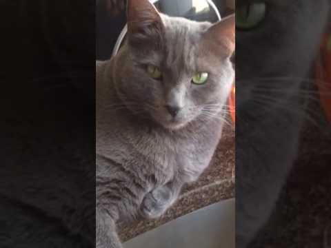 Philosophical Horton our 7yr old beautiful Korat cat