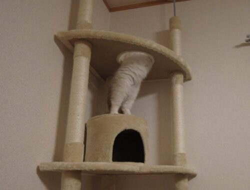 子猫がキャットタワー最上階に挑戦【バーマン】