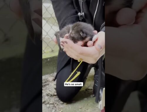 Rescuing newborn kittens from a winter shelter