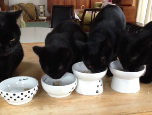4匹の黒猫ボンベイ家族の ご飯タイム！Black bombay cat（黒のボンベイ猫）