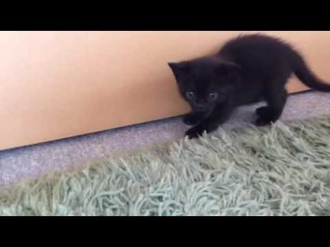 黒猫 ボンベイ赤ちゃん。 手の動きに興味を持つ赤ちゃん^_^