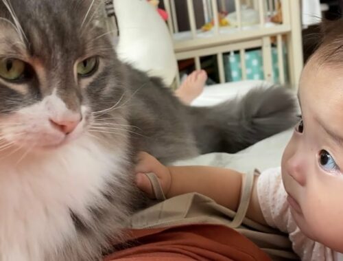 赤ちゃんと一緒に甘える猫　ノルウェージャンフォレストキャットA cat that wants to be stroked with a baby. Norwegian Forest Cat.