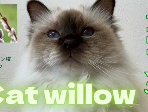 バーマン猫ラフ【ネコヤナギ】Cat willow（バーマン猫）Birman/Cat