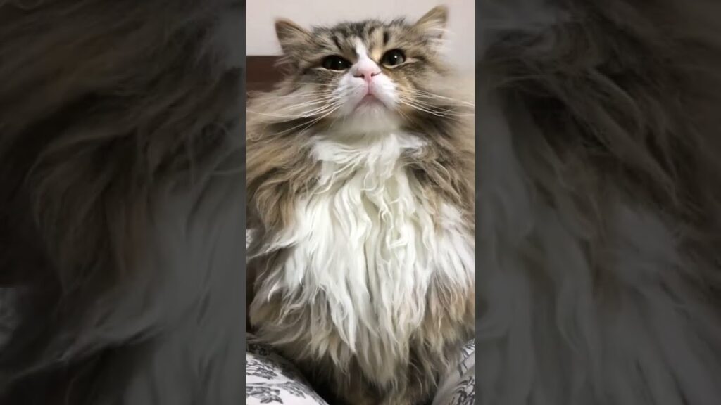 さぁモフりたまえ。と胸を張る猫【サイベリアン】