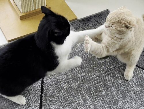 Kitten Vs Older Cat || When Kitten Energy and Age Clash