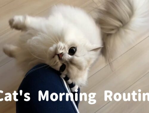 猫のモーニングルーティンを紹介します！My Cat's Morning Routine