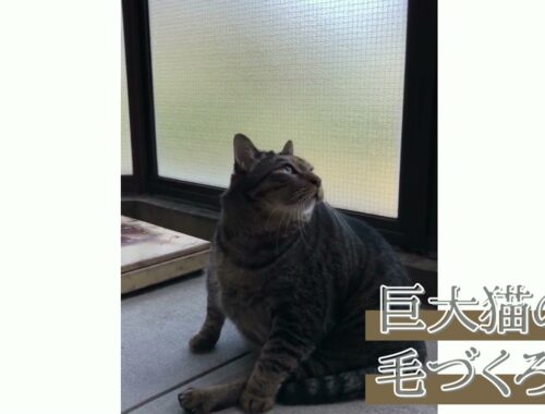 【日本猫のにゃらん】体重10キロを超える猫の毛づくろいです☆