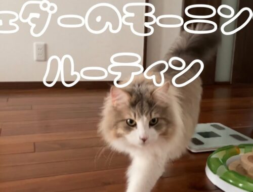 猫のモーニングルーティン♡ノルウェージャンフォレストキャットシェダー　かわいい猫