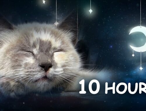 10 HOURS - Relaxing Lullaby for Cat and Kitten (with Cat purring sounds) CAT MUSIC
