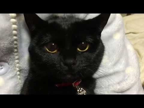 かわいい黒猫ハナちゃん！Black bombay cat（黒のボンベイ猫）