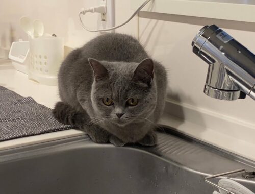 洗うのを見守る猫【ブリティッシュショートヘア】