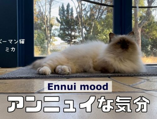バーマン猫ミカ【アンニュイな気分】Ennui mood（バーマン猫）Birman/Cat