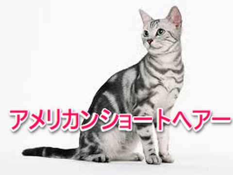 【猫図鑑】アメリカンショートヘアー
