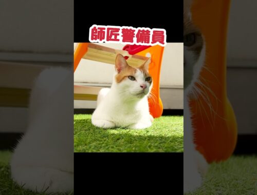 まだ脱走をたくらんでいる猫 #Shorts【関西弁でしゃべる猫】