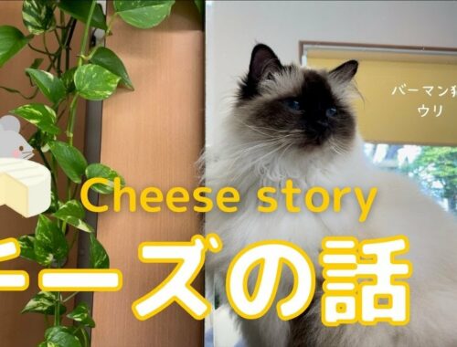 ネズミの好物やニャ【チーズの話】Cheese story（バーマン猫）Birman/Cat