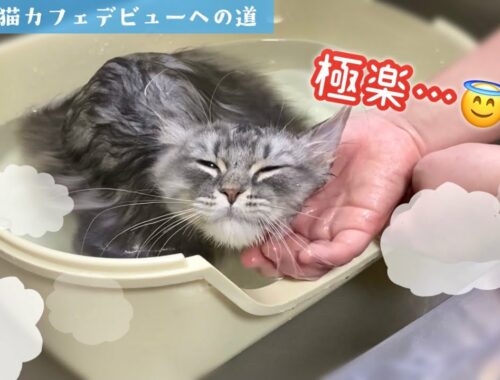 子猫を初めてお風呂に入れたら溶けた【マンチカン】