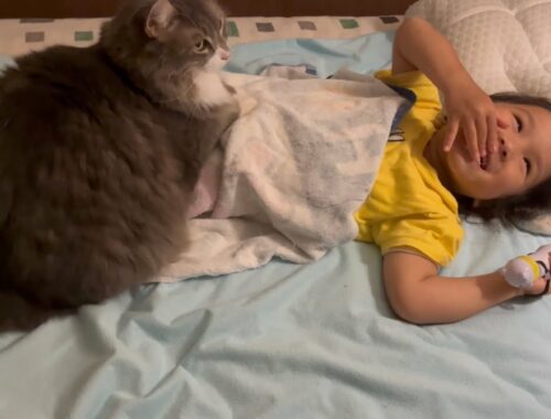 お姉ちゃんのお腹の上で甘えるのが日課になった猫　ノルウェージャンフォレストキャット　A cat pampering on the stomach of an infant