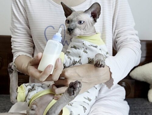 子猫に哺乳瓶でミルクをあげた結果【スフィンクス猫】