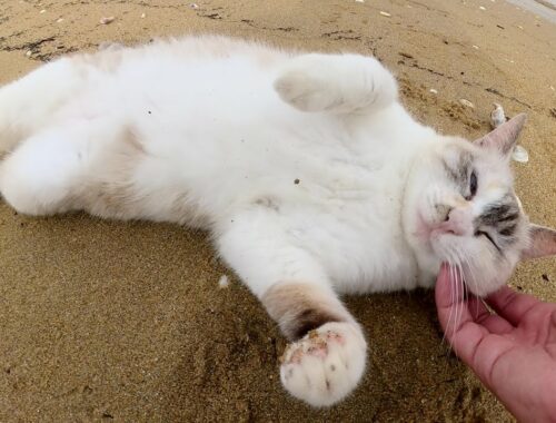 シャムミックス猫が海辺でゴロンゴロンと転げ回って砂浴びをする