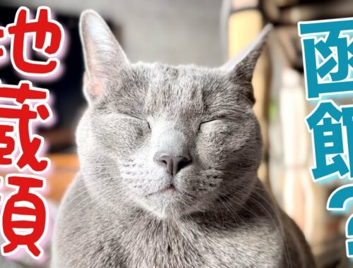 ロシアンブルー | 猫の身体で好きな部位5選 [Russian Blue cat Kotetsu] 5 favorite parts of a cat's body