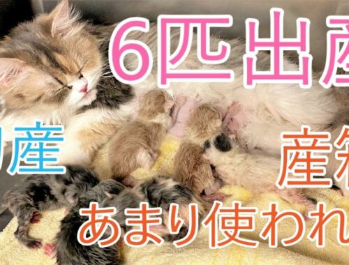 【閲覧注意】猫の出産！6匹の子猫が産まれましたCat Giving Birth【サイベリアン多頭飼い】